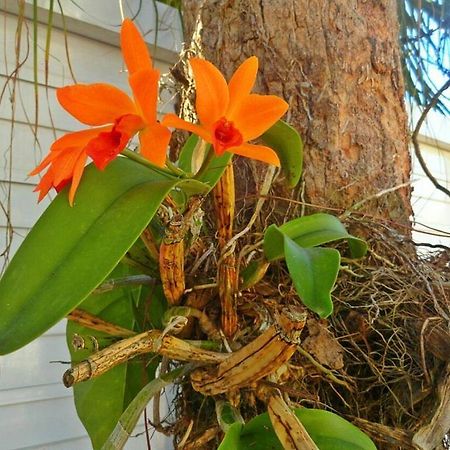 Pousada Orquideas กัวรูจา ภายนอก รูปภาพ